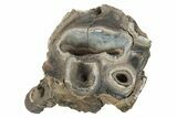 Fossil Woolly Rhino (Coelodonta) Tooth - Siberia #231047-2